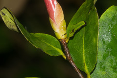 Diospyros hillebrandii