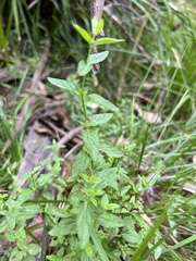 Mentha diemenica