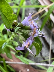 Mentha diemenica