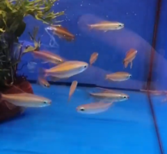 Phenacogrammus aurantiacus