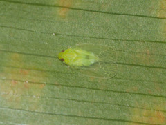 Kallitaxila granulata