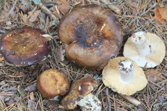 Russula integra