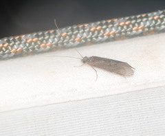 Cheumatopsyche analis