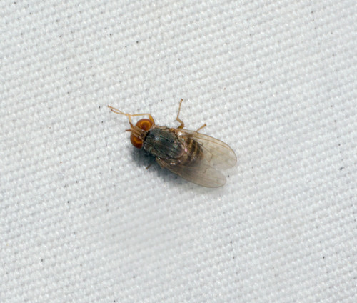 Homoneura hawaiiensis observed 2021-12-18
