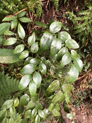Smilax hayatae