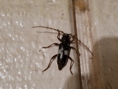 Enaphalodes taeniatus