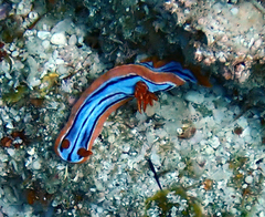 Chromodoris hamiltoni