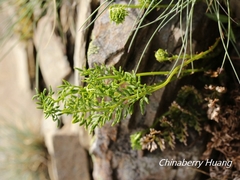 Cryptogramma brunoniana