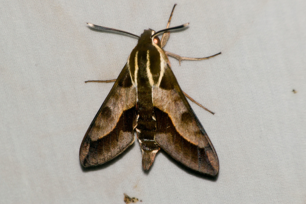 Hawaiian Sphinx