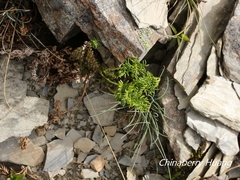 Cryptogramma brunoniana