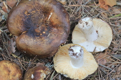 Russula integra