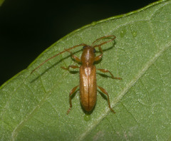 Curtomerus flavus