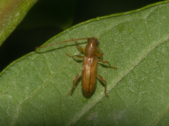 Curtomerus flavus