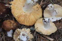 Russula integra