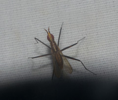 Telostylinus lineolatus