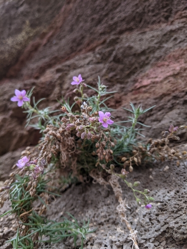 Spergularia fimbriata var. fimbriata image