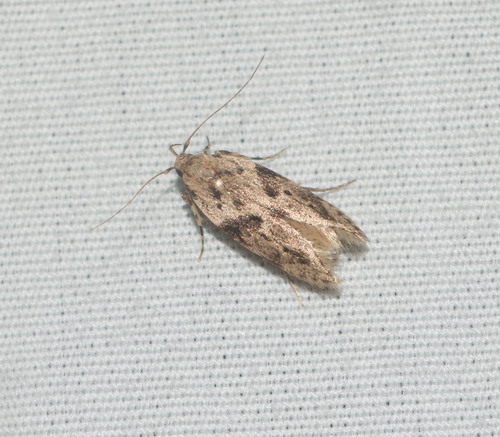 Hyposmocoma nephelodes