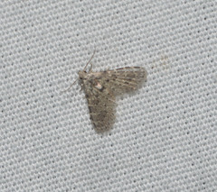 Alucita objurgatella