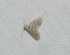 Alucita objurgatella