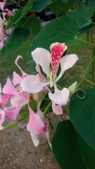 Bauhinia monandra