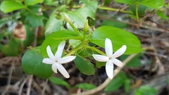 Jasminum didymum