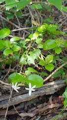Jasminum didymum