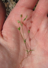 Sabulina tenuifolia