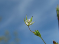 Sabulina tenuifolia