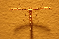 Cosmoclostis aglaodesma