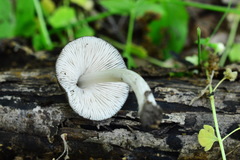 Pluteus nanus