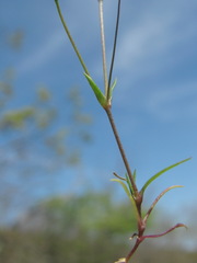 Sabulina tenuifolia