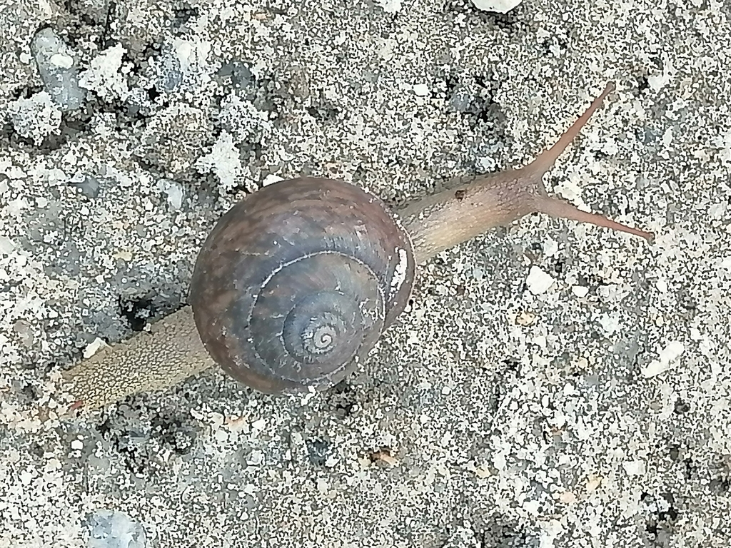 Granite Belt Woodland Snail