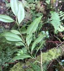 Ilex lonicerifolia