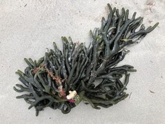 Codium galeatum