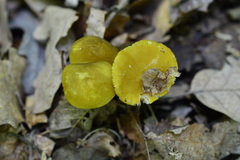 Pluteus chrysophaeus