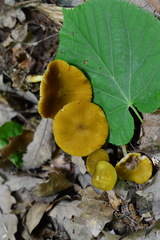 Pluteus chrysophaeus