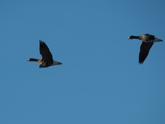 Anser albifrons albifrons