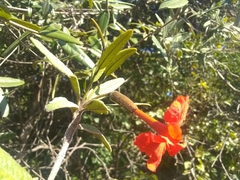 Varronia salviifolia