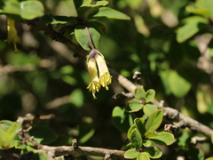 Lonicera kawakamii