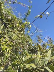 Commicarpus scandens