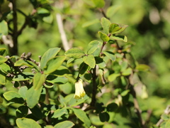 Lonicera kawakamii
