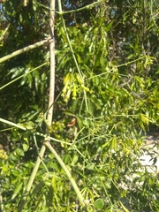 Commicarpus scandens