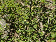 Lonicera kawakamii