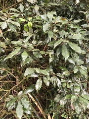 Lithocarpus corneus