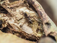 Paraphylax