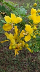 Senna auriculata