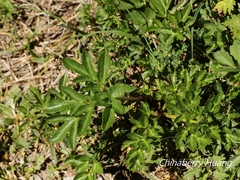 Angelica morrisonicola