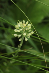 Alyssum trichostachyum