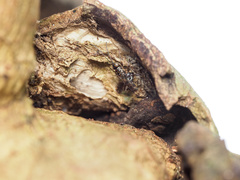 Paraphylax