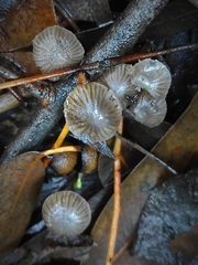 Mycena alcalina